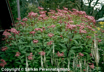  Eupatorium purpureum 